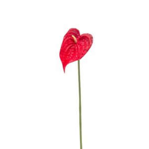 Anthurium Stem Foam Red 50cm