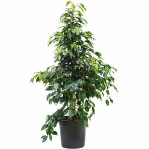 Ficus Danielle Piramide in Pot 24cm