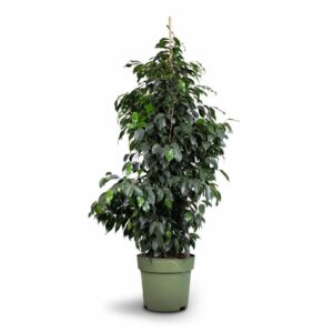 Ficus Daniel Piramide in Pot 30cm