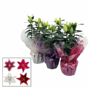 Lilium Orientale with Wrapping in Pot 17cm