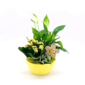 Arrangment with Flowering Plants in Bowl 14cm