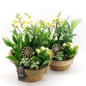 Arrangementen Phalaenopsis White in Bowl 21cm