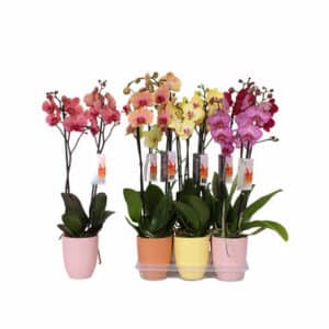Phalaenopsis 2 Stem in Ceramic Pot 12cm