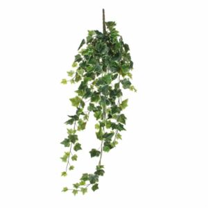 Ivy Hanging Green Variegated