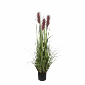 Plume Grass in Pot Brown - 120cm