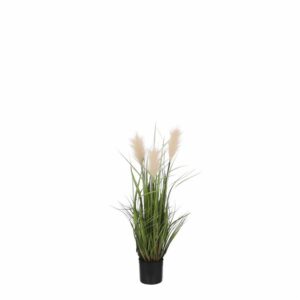 Plume Grass in Pot Cream 80cm