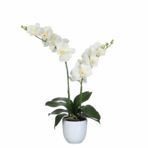 Phalaenopsis Cream in White Pot