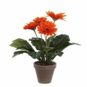 Gerbera Orange in Grey Pot