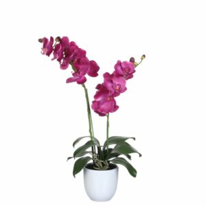 Phalaenopsis Purple in Pot