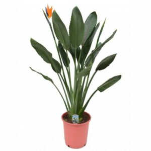 Strelitzia Regina