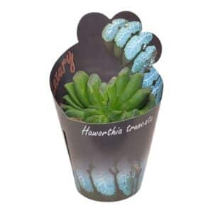 Haworthia Truncata in Pot 6.5cm