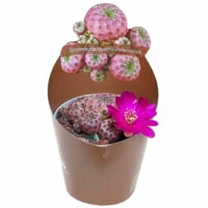 Sulcorebutia Rauschi in Pot 6,5cm