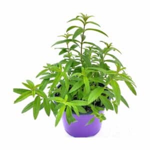 Citronella in Pot 14 cm