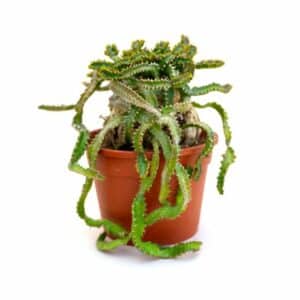 Euphorbia Stellata in Pot 17cm