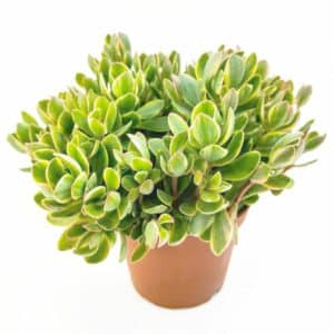Crassula Money Maker Variegata in Pot 17cm