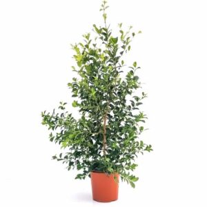 Eugenia Myrtifolia in Pot 35cm
