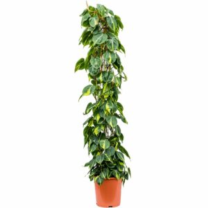 Philodendron Brasil in Pot 35cm H180cm