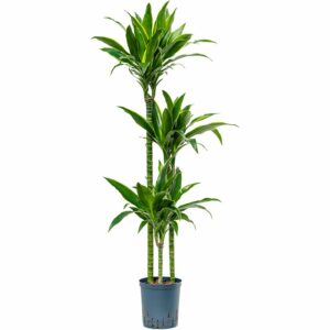 Dracaena Arturo H30/60/90