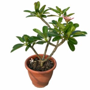 Plumeria Rubra in Pot 26cm