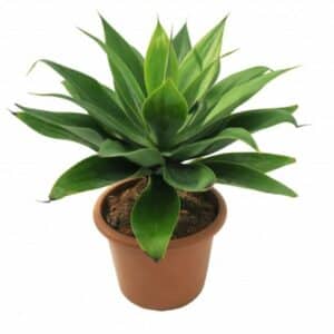 Agave Attenuata in Pot 35cm