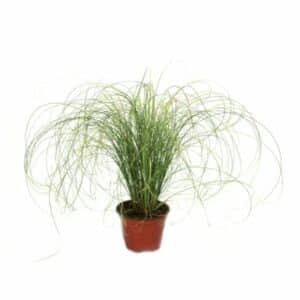 Carex Albula Amazon Mist in Pot 16cm