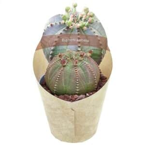 Euphorbia Obesa in Pot 6.5cm