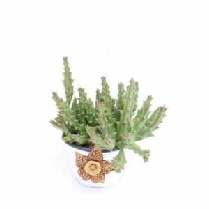 Orbea Variegata (Stapelia) in Basket 14cm