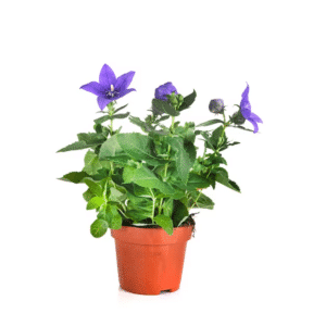 Platycodon in Pot 12cm