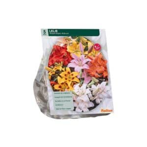 Lilium Mix x5 bulbs