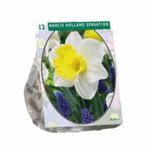 Daffodil Holland Sensation x 15 bulbs