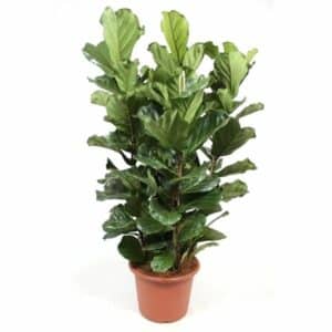Ficus Lyrata in Pot 35cm