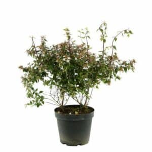 Abelia Grandiflora in Pot 18cm