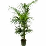 Howea Forsteriana (Kentia) in Pot 35cm