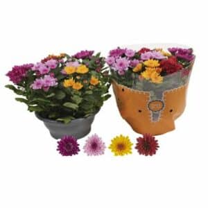 Chrysanthemum Ind. Mount Aub. mix in Pot 23cm