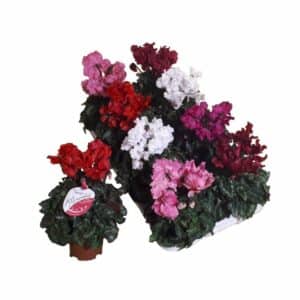Cyclamen midi Sup. Ser. Merengue in Pot 10.5cm