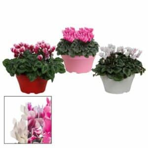 Cyclamen large flower 'Lovely Moments' in Pot 22cm