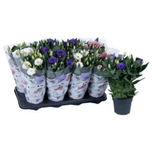 Eustoma rus. Julietta mixed in Pot 13cm
