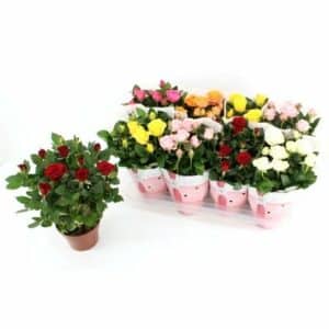 Rosa Amorosa mixed in Pot 14cm