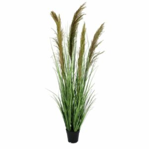 CARINE PAMPAS GR BR PLANT W-POT X5F H145