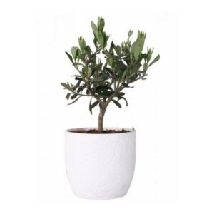 Olivo in Pot Boston 15cm