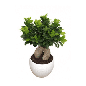 Bonsai F. Ginseng 750gr in Pot Manacor 22cm