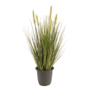 Grass plant 45cm green in plastic pot 10cm