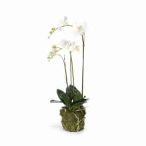 Phalaenopsis plant w moss 70cm white