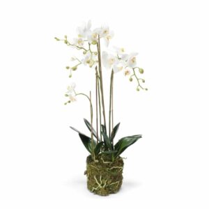 Phalaenopsis plant w moss 80cm white