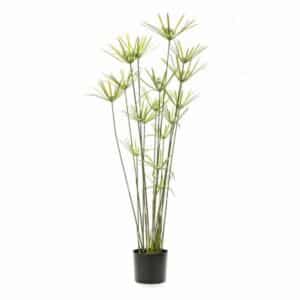 Cyperus 120cm green in pot