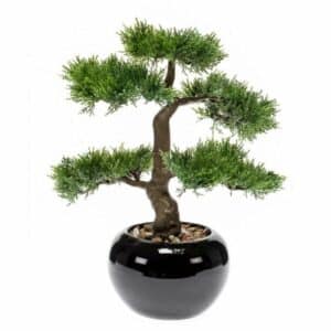 Cedar bonsai 34cm in pot black