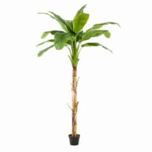 Banana tree 210cm/15lvs