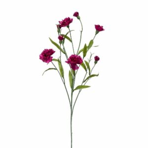 Dianthus mini spray 70cm lt purple