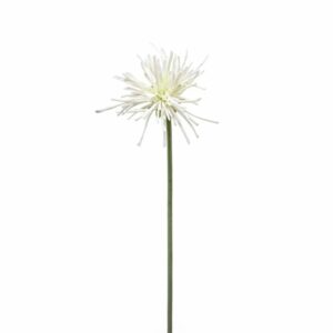 Gerbera spider RT white 60cm