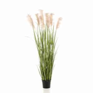 Pampas grass x9 175cm